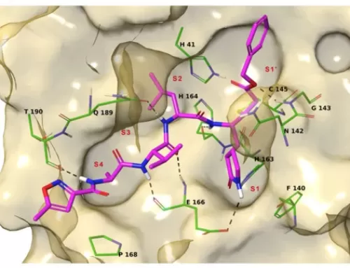 Peptide Derivatives of the Zonulin Inhibitor Larazotide (AT1001) as Potential Anti SARS-CoV-2: Molecular Modelling, Synthesis and Bioactivity Evaluation