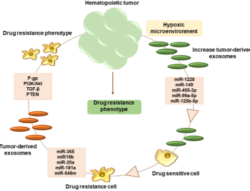 Drug Resistance: The Role of Exosomal miRNA in the Microenvironment of Hematopoietic Tumors
